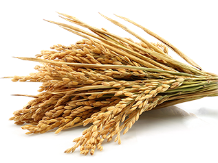 food-promotion-Healthy food-Nutrition-food-Sustainable-development