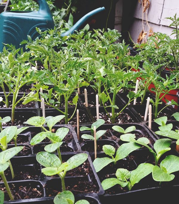 Plant-sales-center